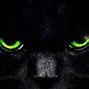Image result for Cat Eyes at Night
