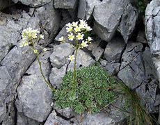 Saxifraga paniculata Minutissima に対する画像結果
