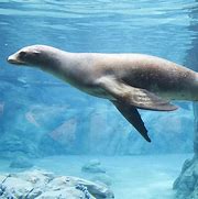 Image result for Zoo Sea Lion