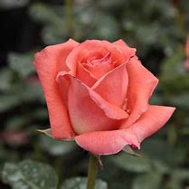 Image result for Pink Promise Hybrid Tea Rose