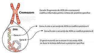 Image result for Cromozom