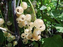 Image result for Ribes rubrum Blanka