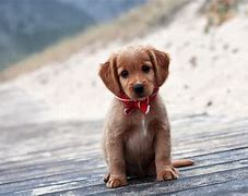 Image result for Cute Puppies Desktop Wallpaper