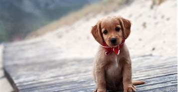 Image result for Cute Dog Backgrounds iPad
