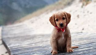 Image result for Cute Puppy Dog Wallpaper
