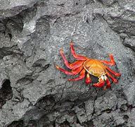 Image result for STI Crabs