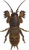 Image result for Cricket Animal