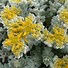 Image result for Sedum spathulifolium Cape Blanco