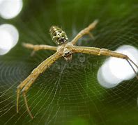 Image result for Spider Food Web
