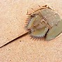 Image result for Largest Horseshoe Crab