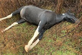 Image result for Horse Dead Body