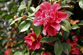 Image result for Camellia japonica Mark Alan