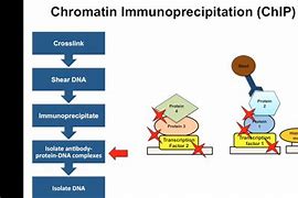 Image result for Chromatin Immunoprecipitation