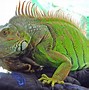 Billedresultat for iguana photos