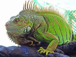 Image result for iguana photos