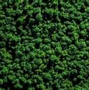 Image result for Garden Wall Moss