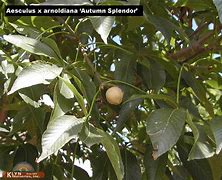 Image result for Autumn Splendor Buckeye Tree