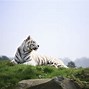 Image result for White Bengal Tiger