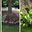 Image result for Plants That Grow in Trees
