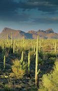 Image result for Sonoran Desert Cactus