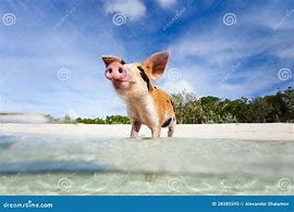 Image result for Exuma Baby Pigs