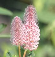 Image result for Trifolium rubens Peach Pink