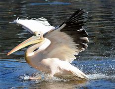 Image result for Pelican 3310