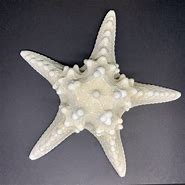Image result for Horned Sea Star