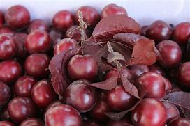 Image result for Cherry Plum Tree Facts