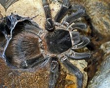 Image result for Biggest Spiders Lasiodora Parahybana