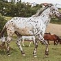 Image result for Horse Breeds From around the World