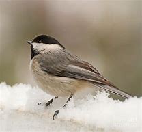 Image result for Chickadee in Snow