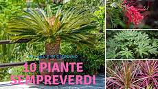 sempreverdi da giardino piante sempreverdi da giardino o in casa anche fiorite sempreverdi da giardino piante sempreverdi da giardino o in casa anche fiorite