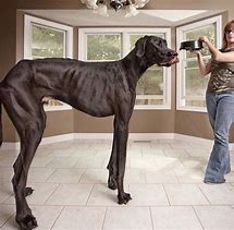 Image result for Biggest Dog Pp in the World