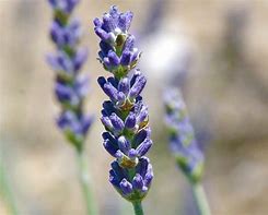 Image result for Lavandula intermedia (x) Dutch