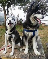 Image result for Malamute Next to Husky