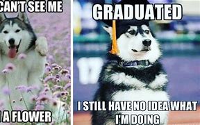 Image result for Husky Memes Graduated