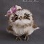 Image result for Fluffy Owl