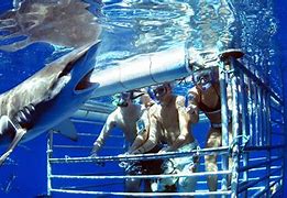 Image result for People Swimming with Sharks