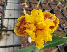 Image result for Iris germanica Gypsy Jewels