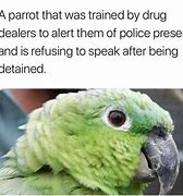 Image result for Parrot Repeat Meme