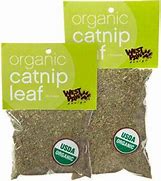 Image result for Organic Catnip