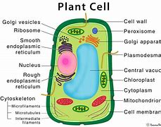 Image result for Plant Cell Timeline