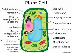 Image result for An Plant Cell Drawing