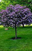 Image result for Short Ornamental Trees