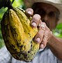 Image result for Cocoa Bean Production