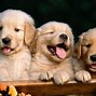Image result for Cute Galaxy Puppy Wallpaper