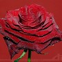 Image result for red roses