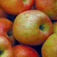 Image result for Heyer 12 Apple