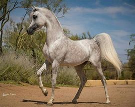 Image result for Arabian Colours Horse